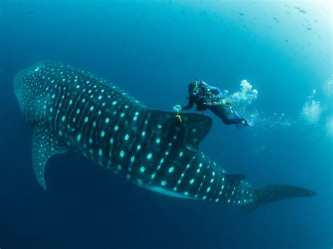 are galapagos whale sharks dangerous